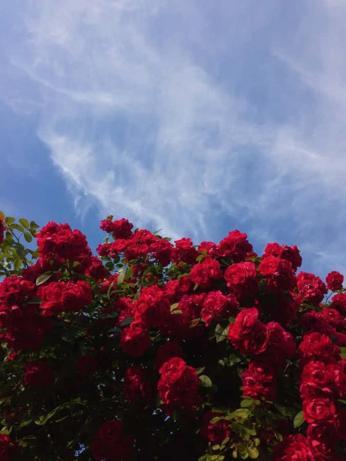 Red Rose Aesthetic Wallpaper