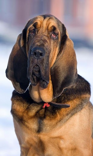 Bloodhounds Wallpaper And Background Application With Beautiful High