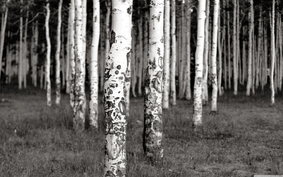 Birch Trees In Winter Black And White