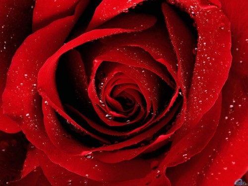 Rose Flowers Pictures Red Screensaver
