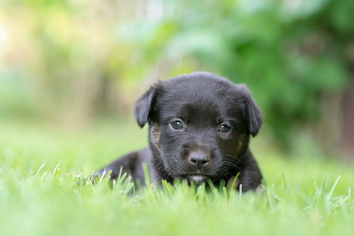 Teaching Your Puppy Wallpaper
