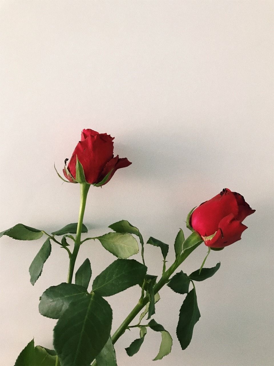 Aesthetic Rose Wallpaper Top Background