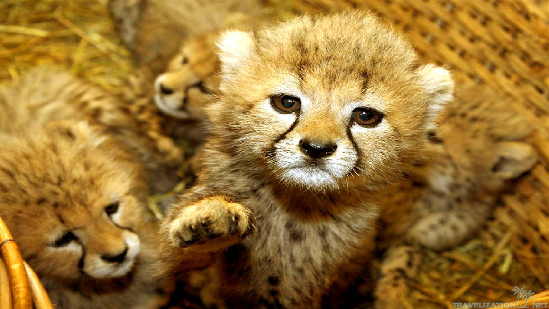 53 Baby Animals Cute Sweet Tiget Wallpaper with 1920x1080