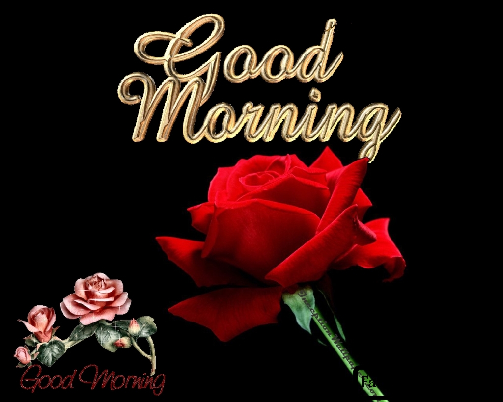 318 Best Good Morning Rose Images  Gulab Rose Good Morning Pics