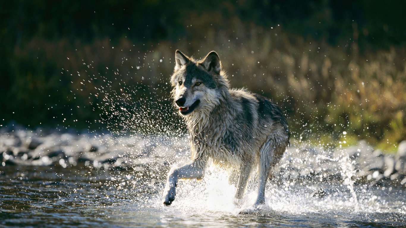 Wolf Running In Water HD Wallpaper 4k 5k