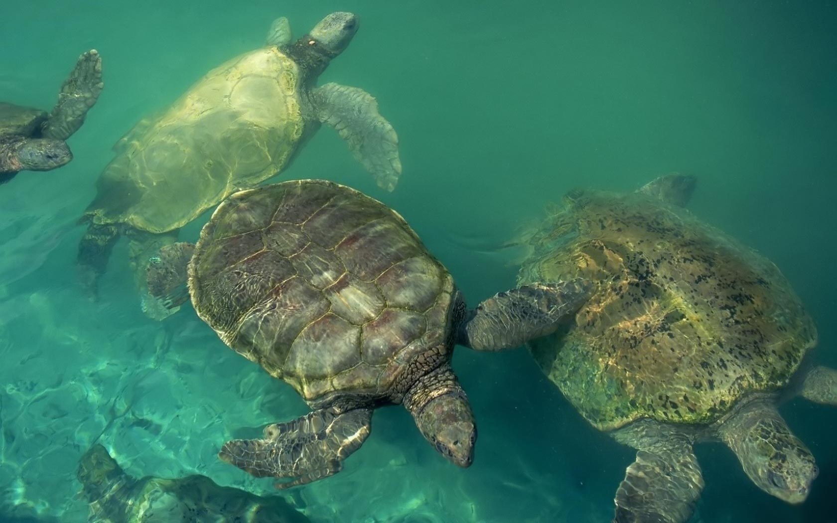 Green Sea Turtles Wallpaper Animals