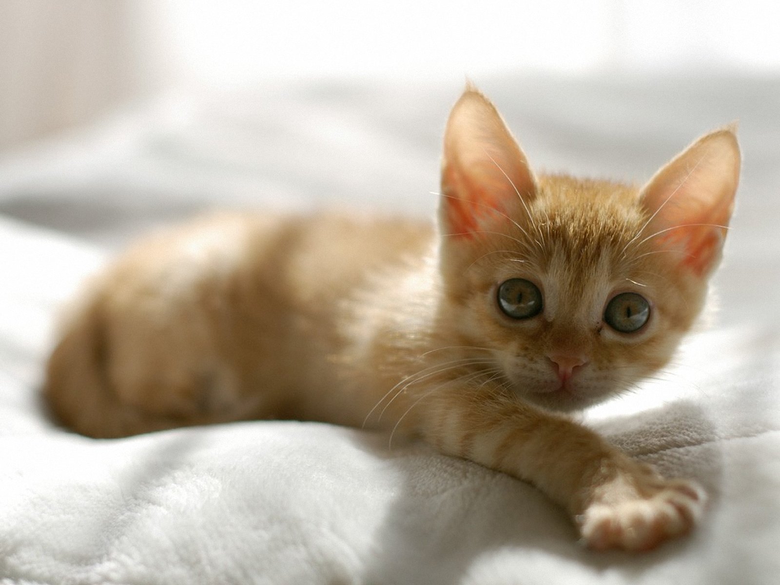 Cute Orange Kitten Desktop Pc And Mac Wallpaper