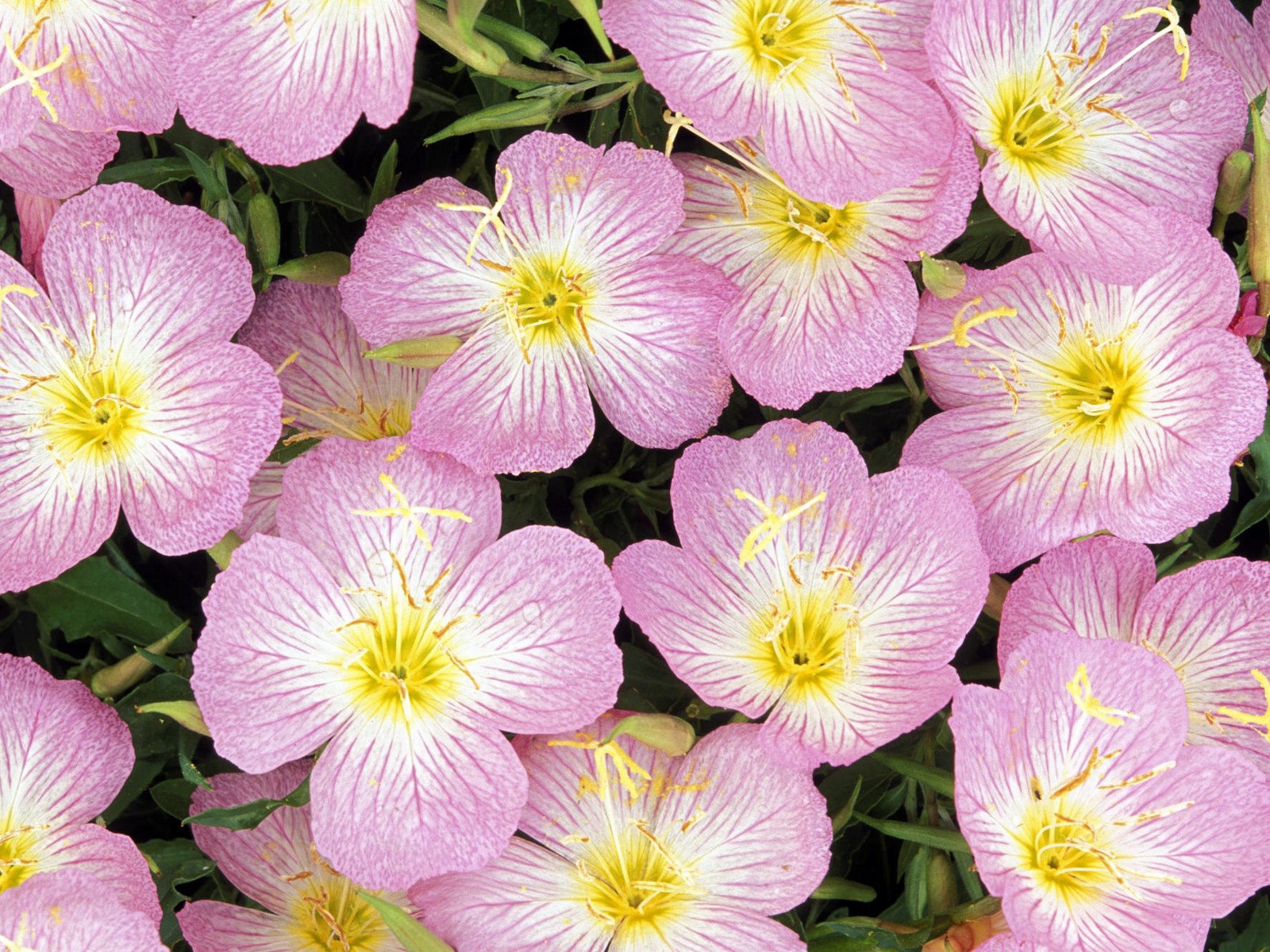 Primrose Flowers Drops Close Up Stock Photos Image HD