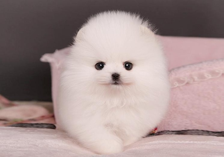 Teacup Pomeranian Puppy Dog Pictures