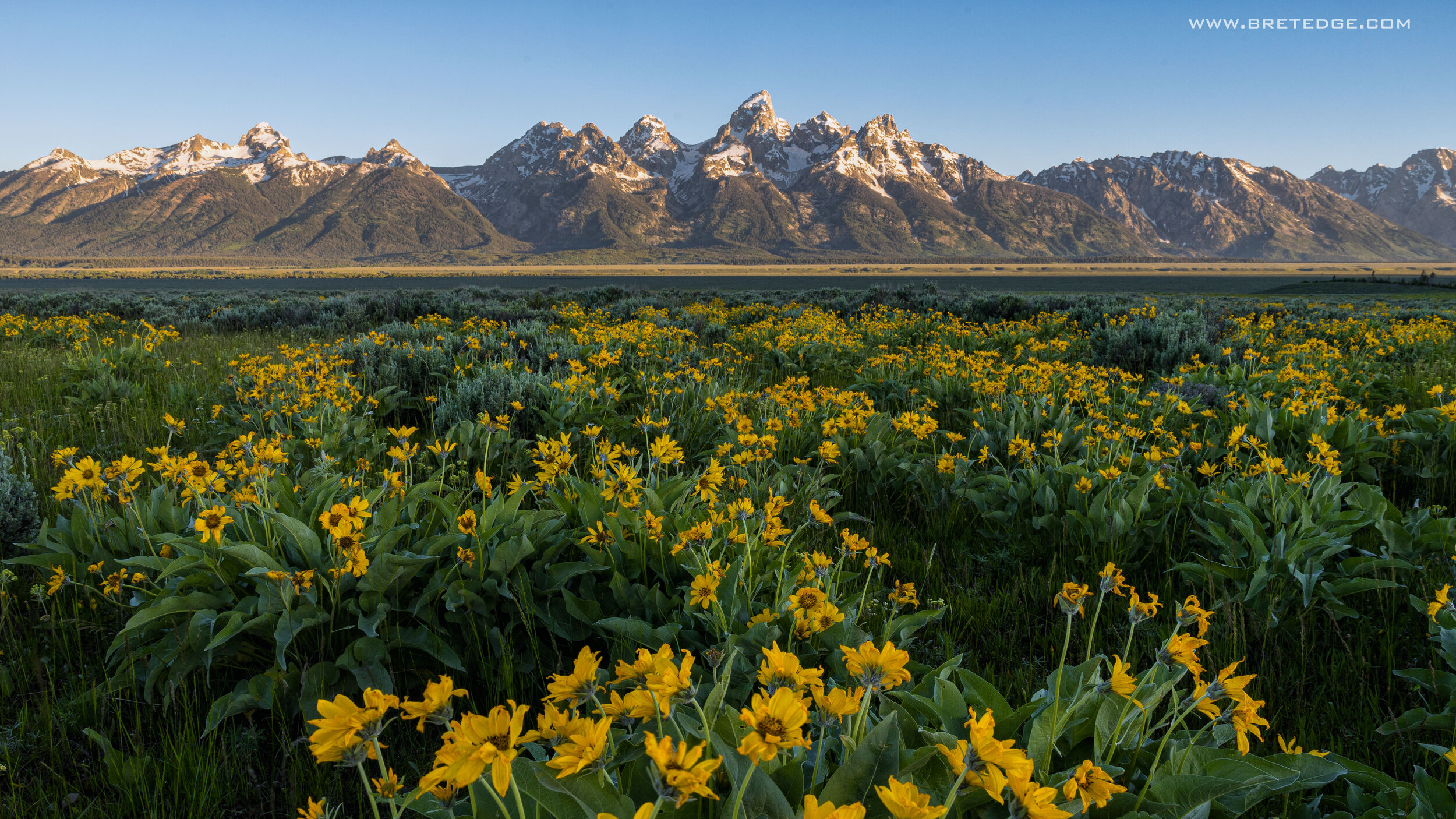 🔥 Free Download Zoom Video Conferencing Background Teton Wildflowers ...