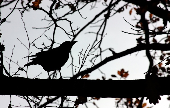 Bird branches trees contours shapes silhouettes shadows sky
