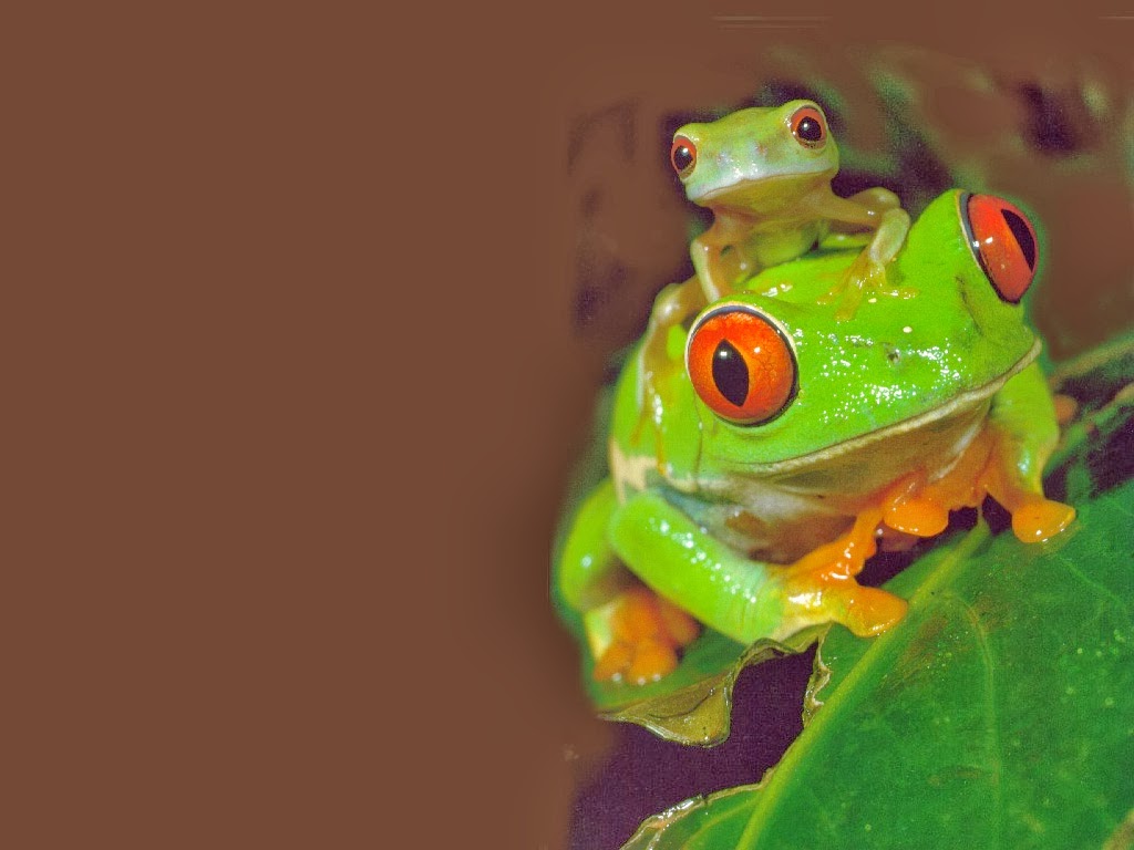 Frog wallpaper HD   beautiful desktop wallpapers 2014