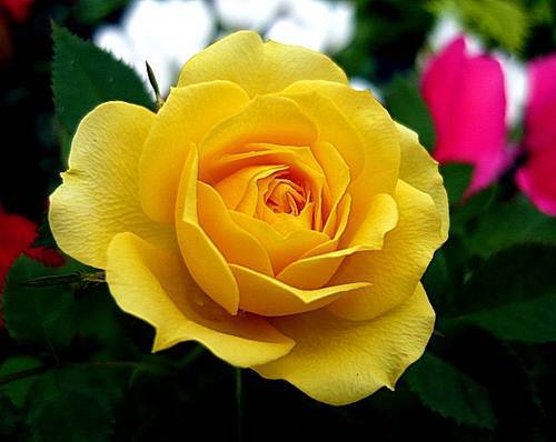 Yellow Roses HD Wallpaper Background