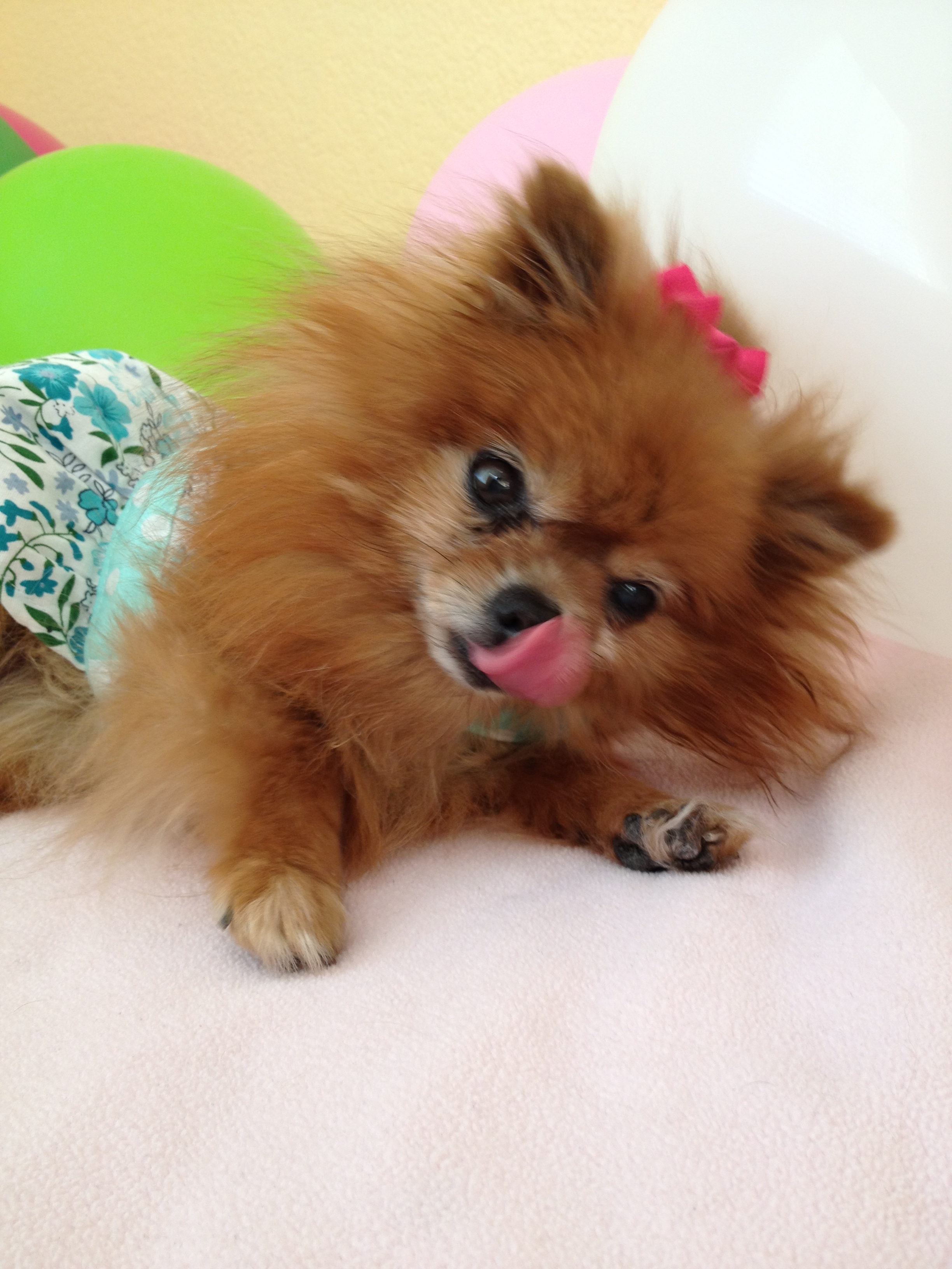 Pomeranian Dog Girl Photo And Wallpaper
