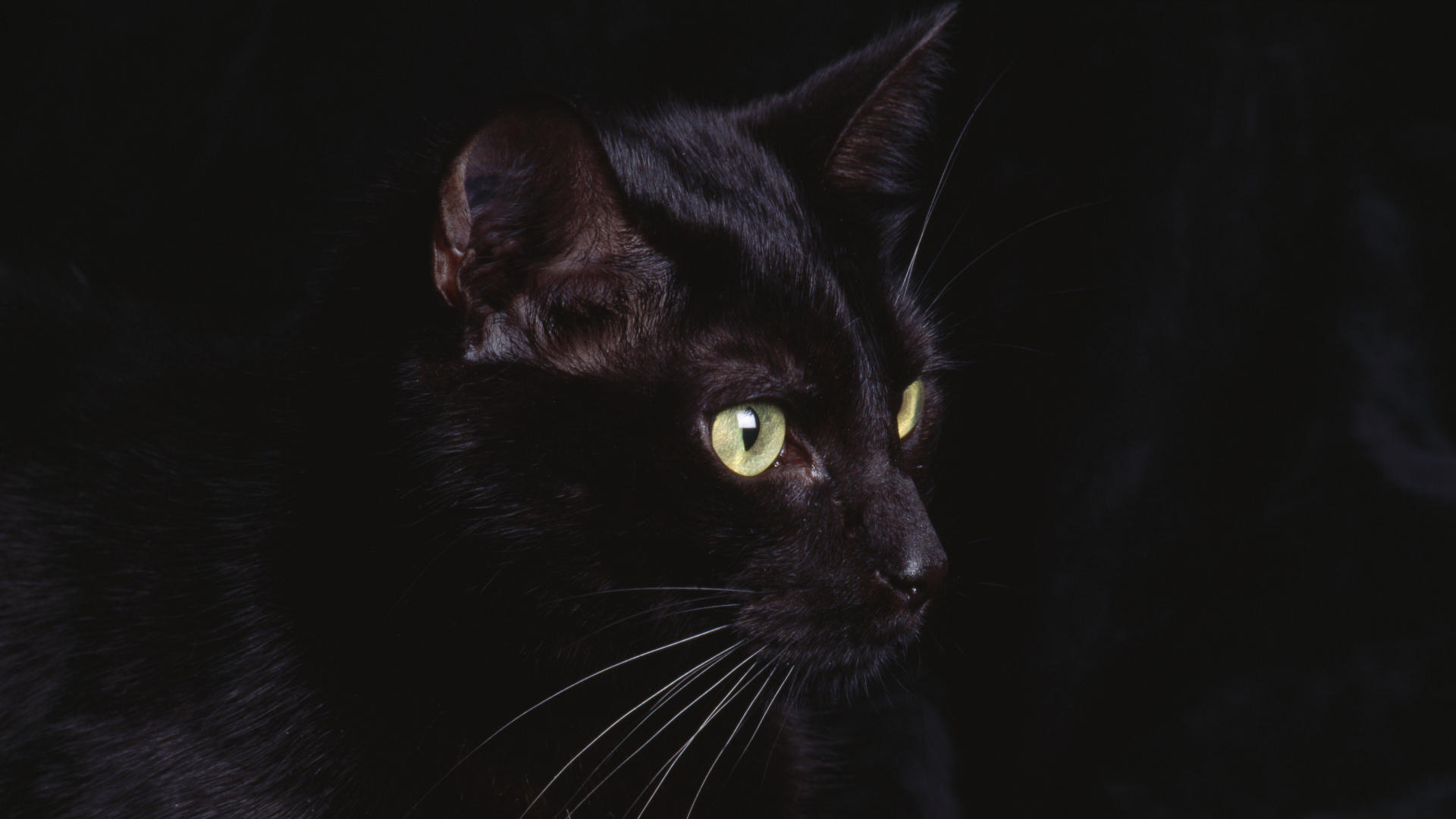 Black Cat Wallpaper High Definition