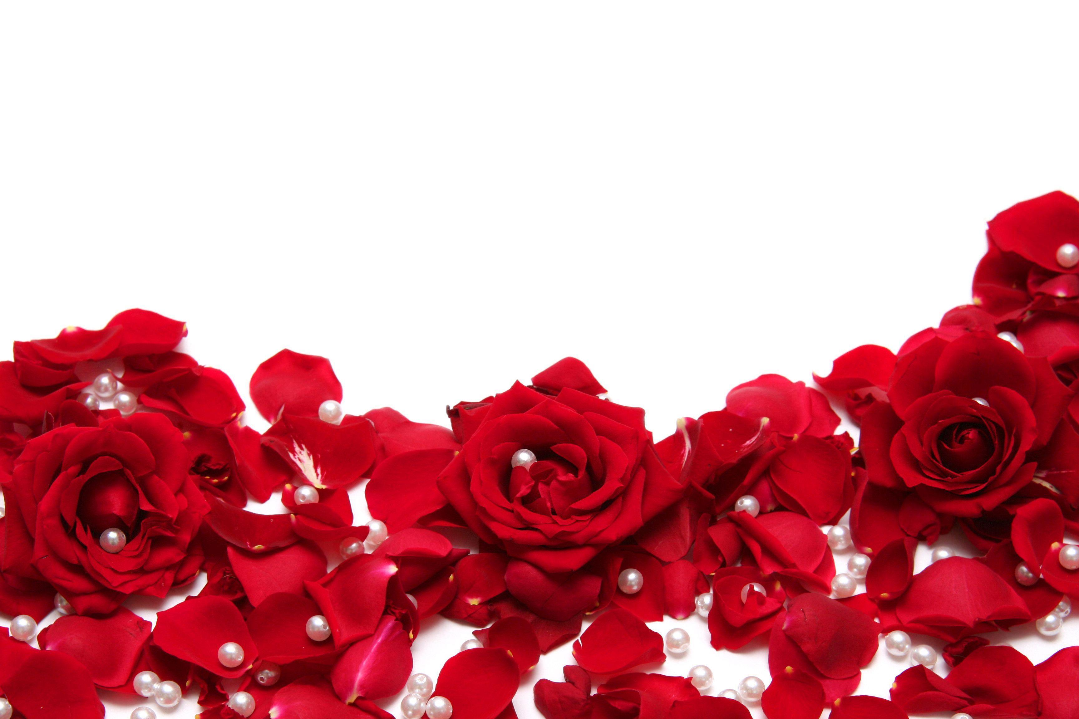Red Roses With White Backgrounds