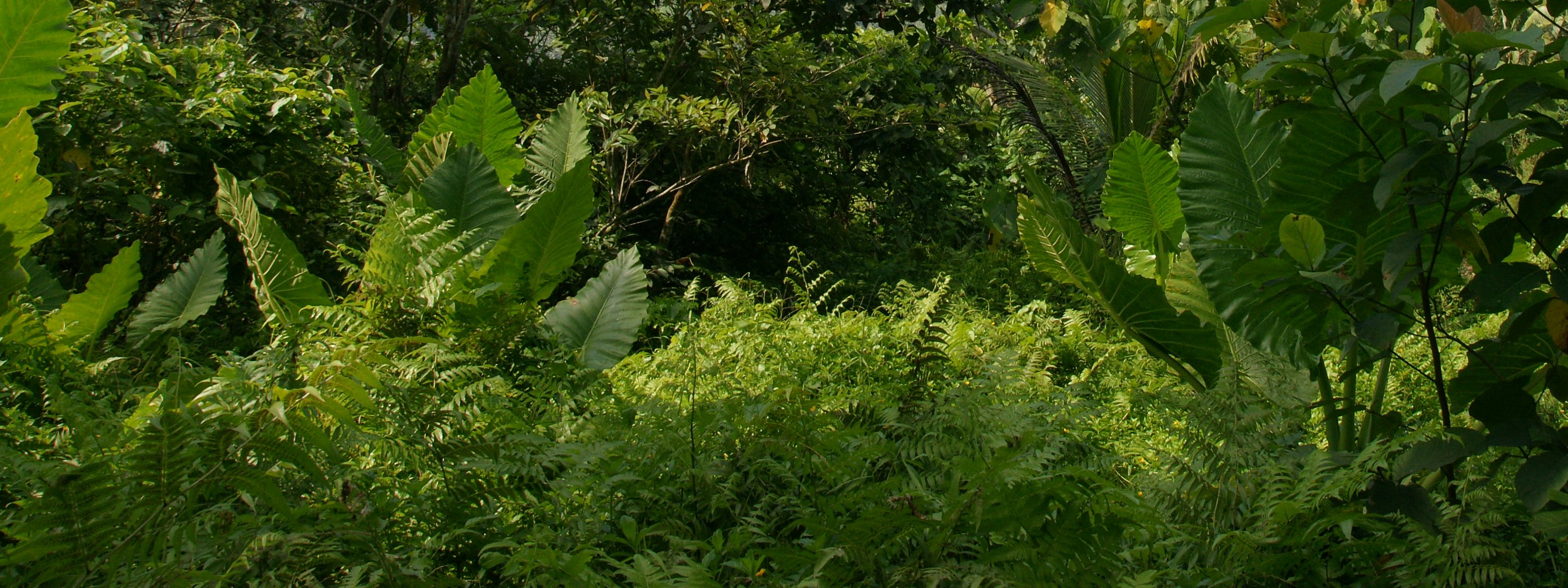 Dual Monitor Background Tropical Nature River Jungle Vegetation