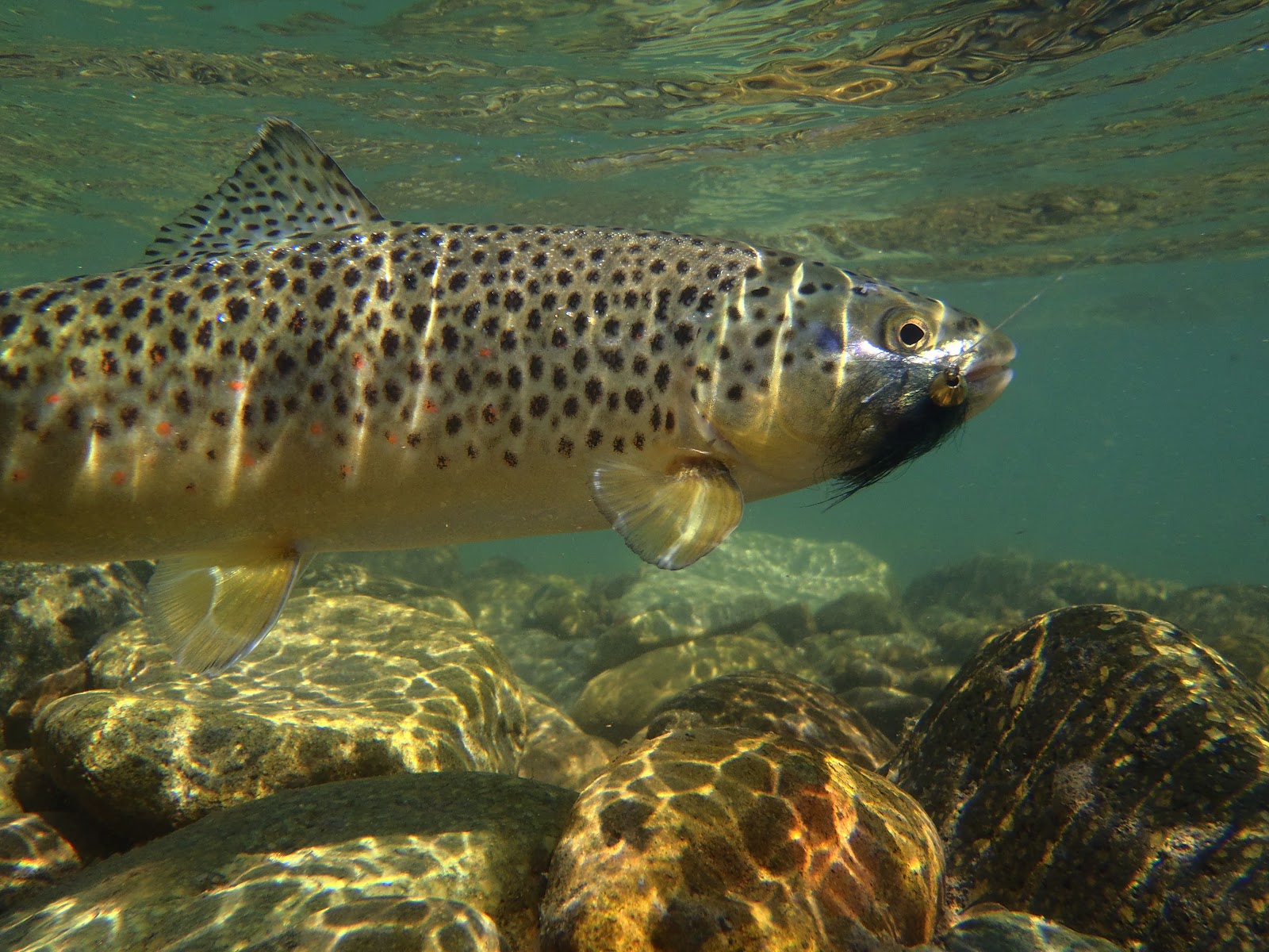 Brown Trout Wallpaper The Rivers Go