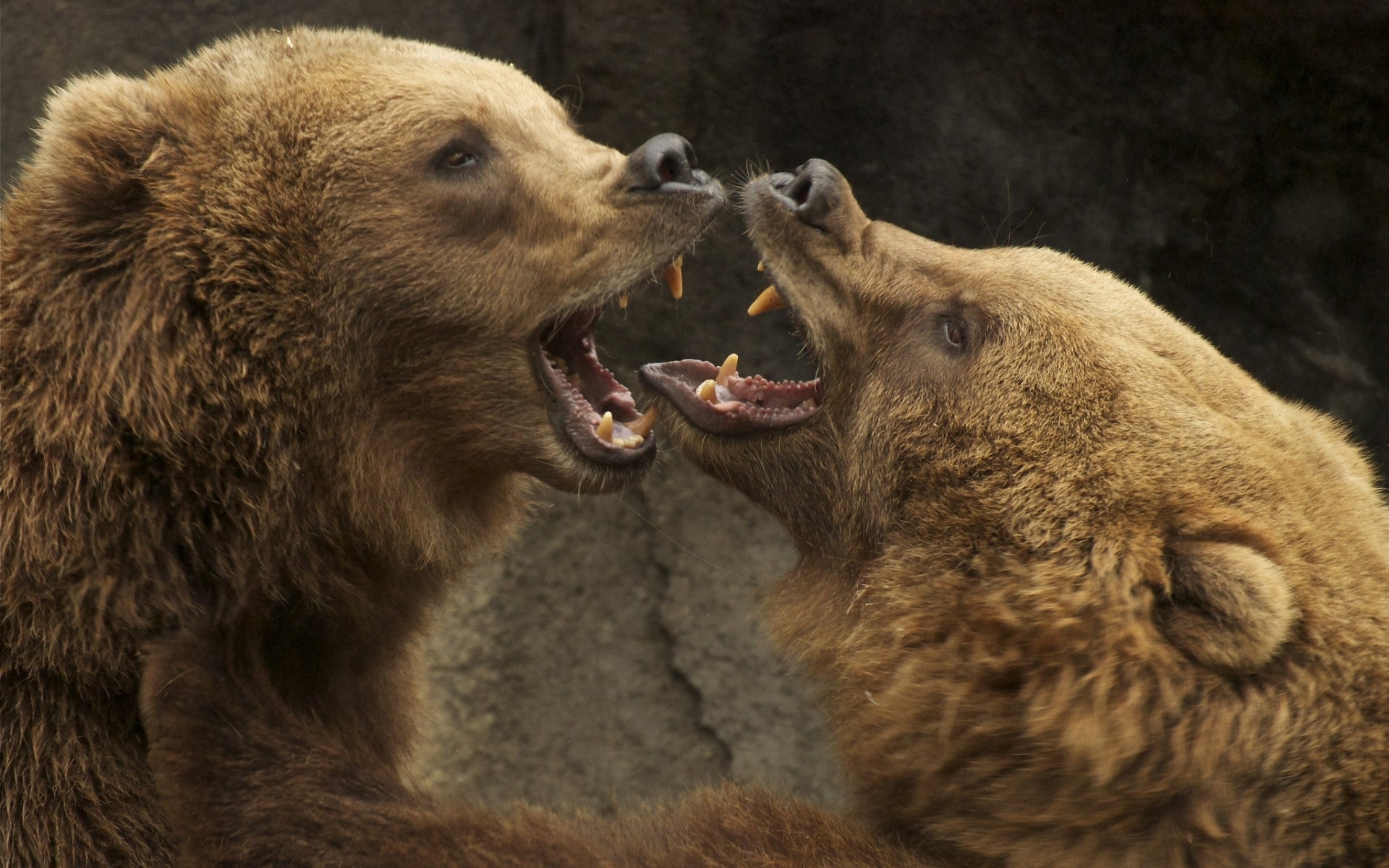Grizzly Bears Widescreen Wallpaper