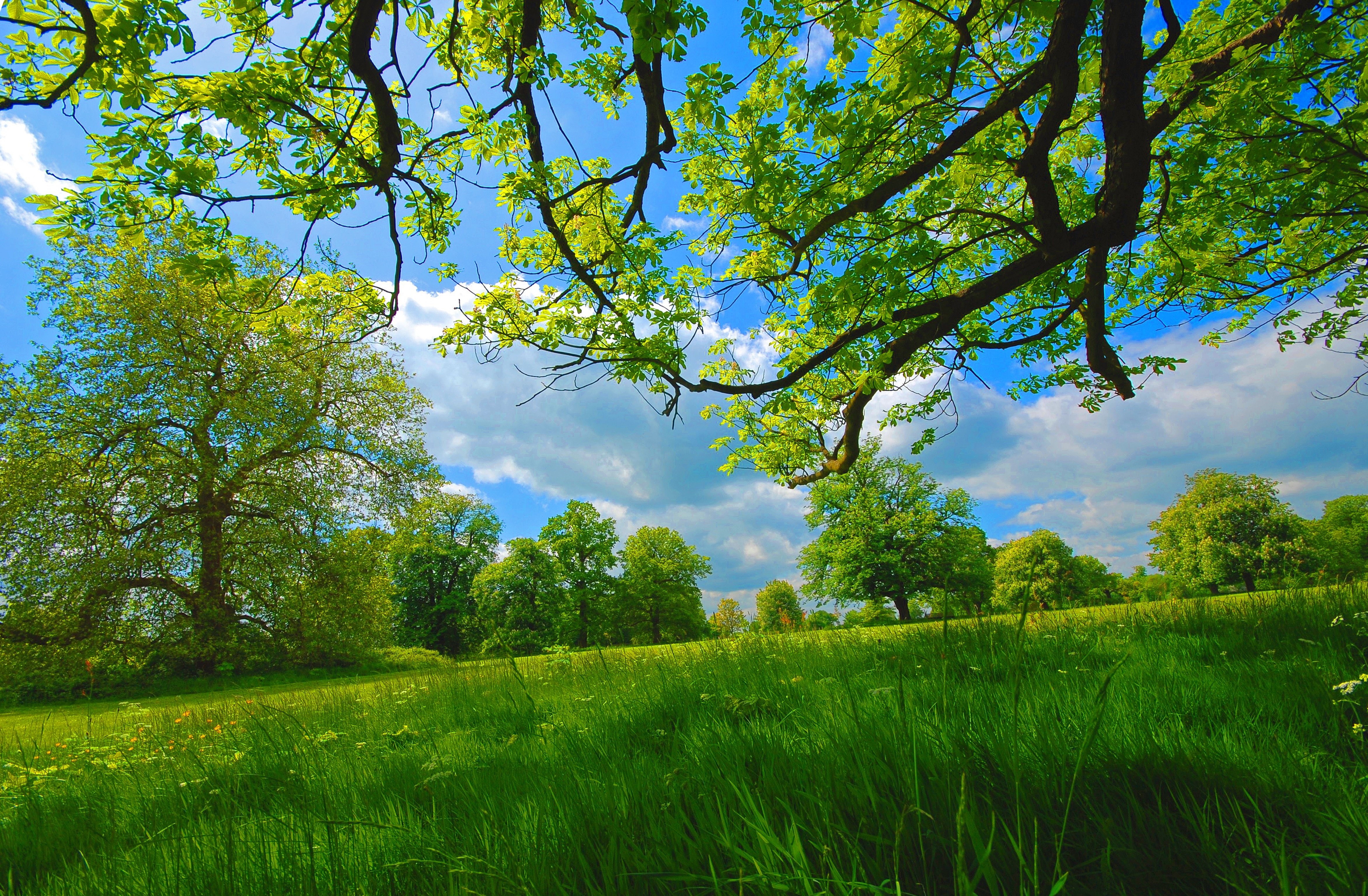 Field Grass Summer Trees Nature Spring Wallpaper HD