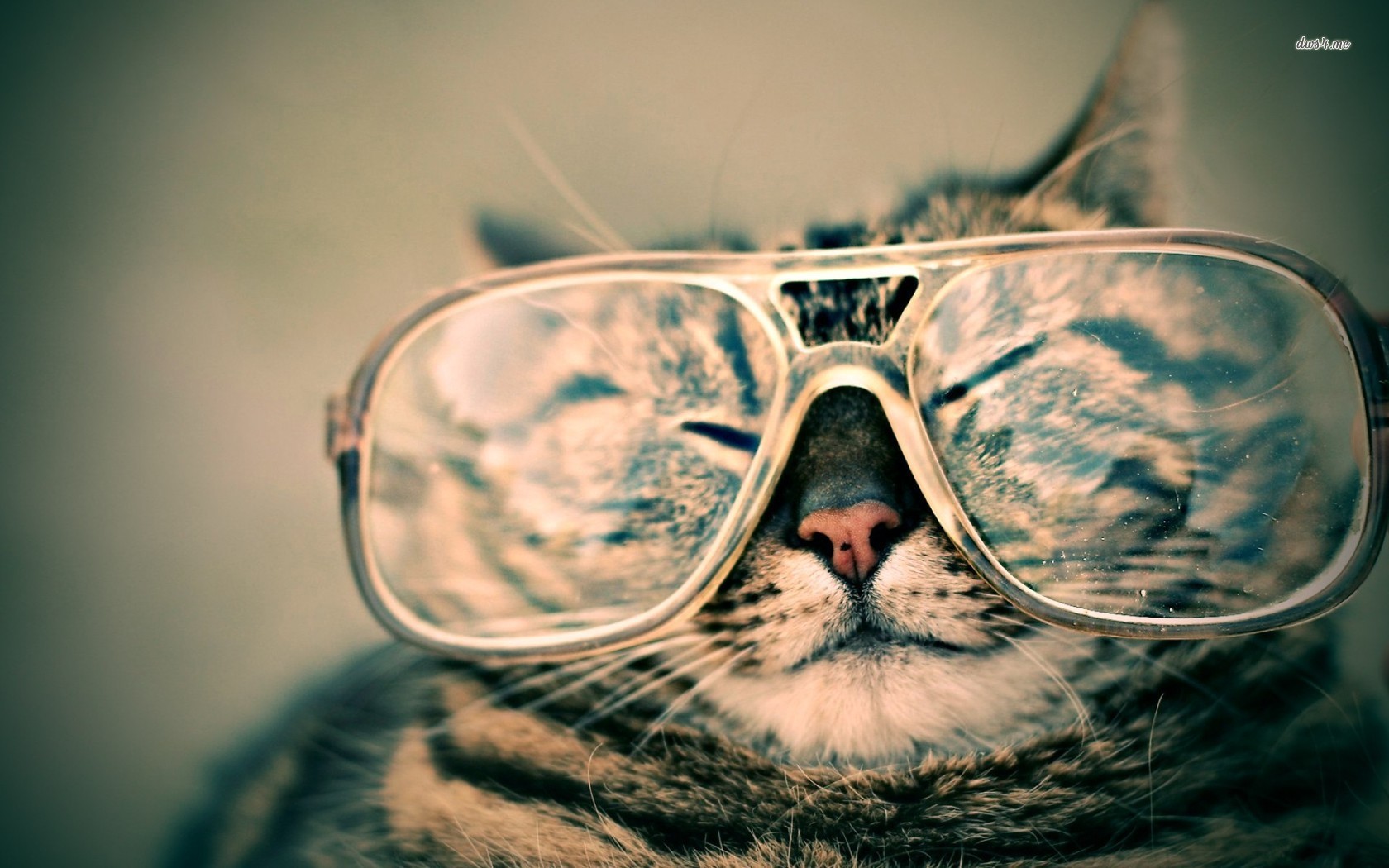  cat with sunglasses on that I can find Want to really know how to be