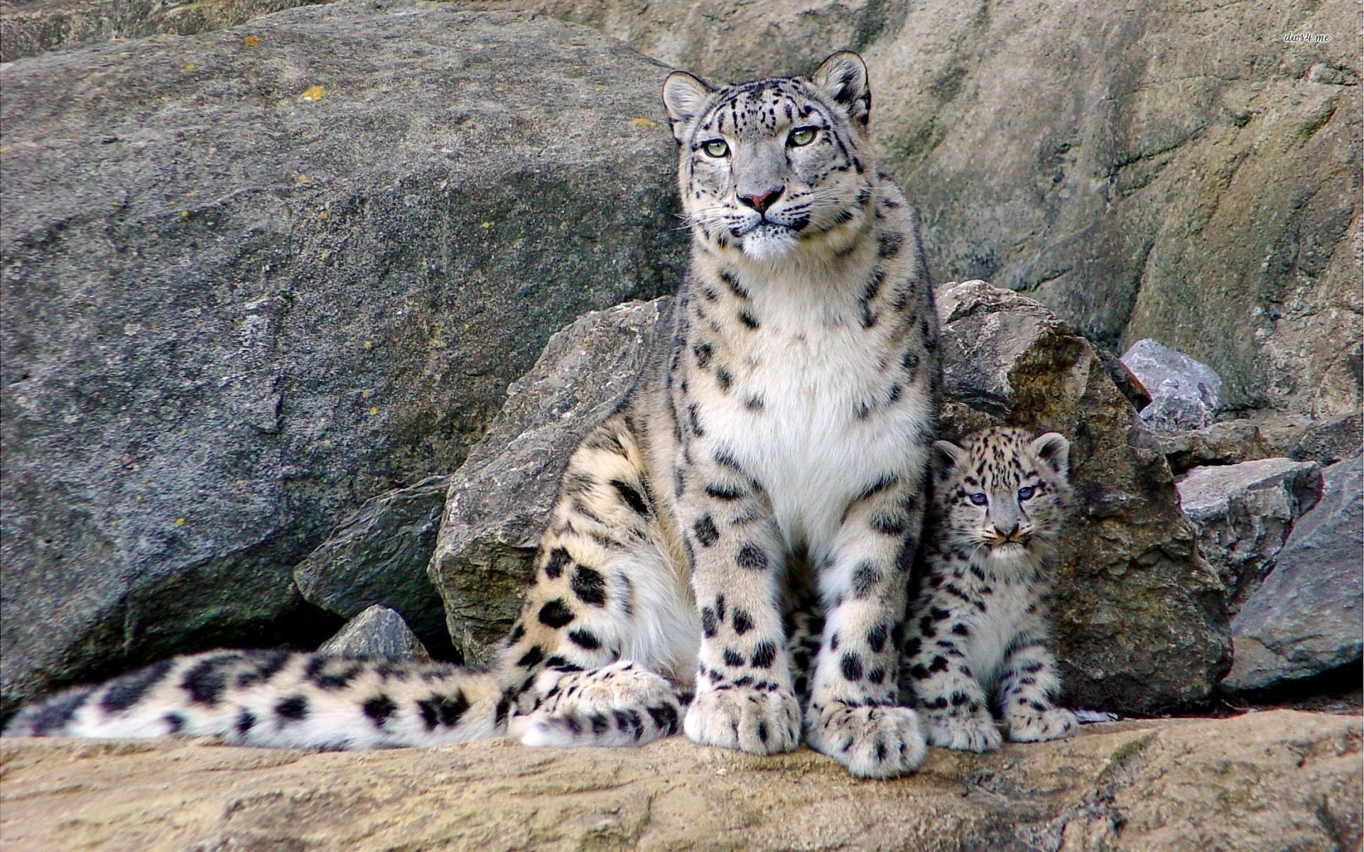 A majestic snow leopard and its adorable cub perched on a rocky outcrop