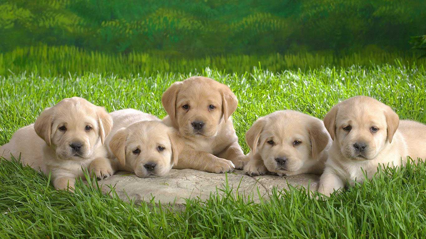 Golden Retriever Puppies Wallpaper HD Widescreen