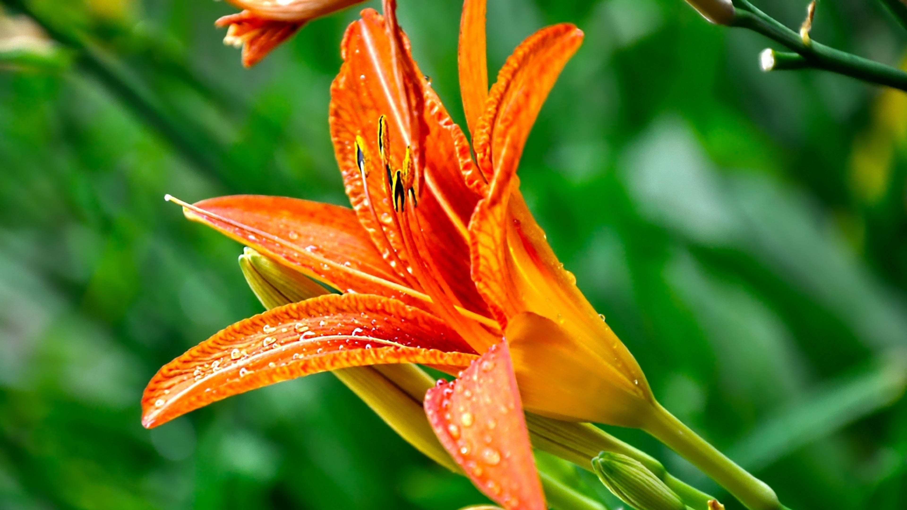 Amazing Close up on Exotic Orange Flower   3840x2160   4K 169 Ultra