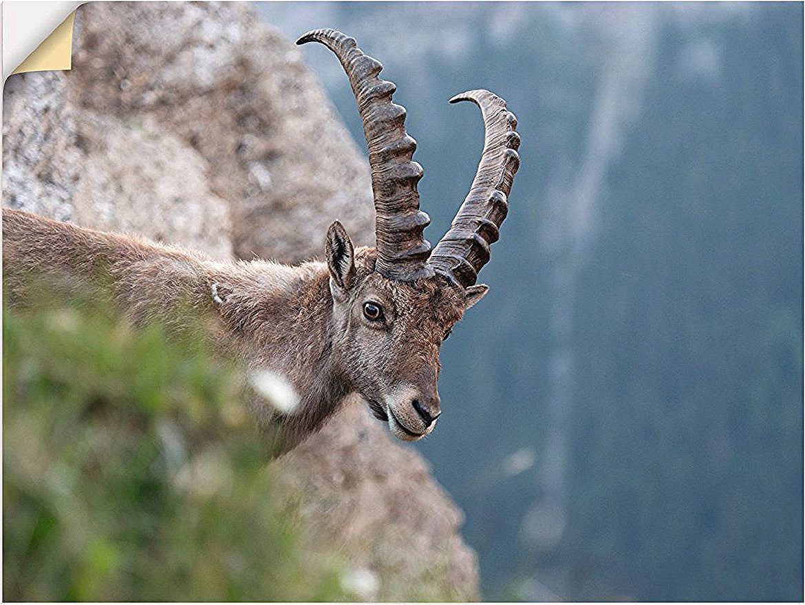 Premium Wandfolie Elke Schmid Neebe Steinbock In Wall