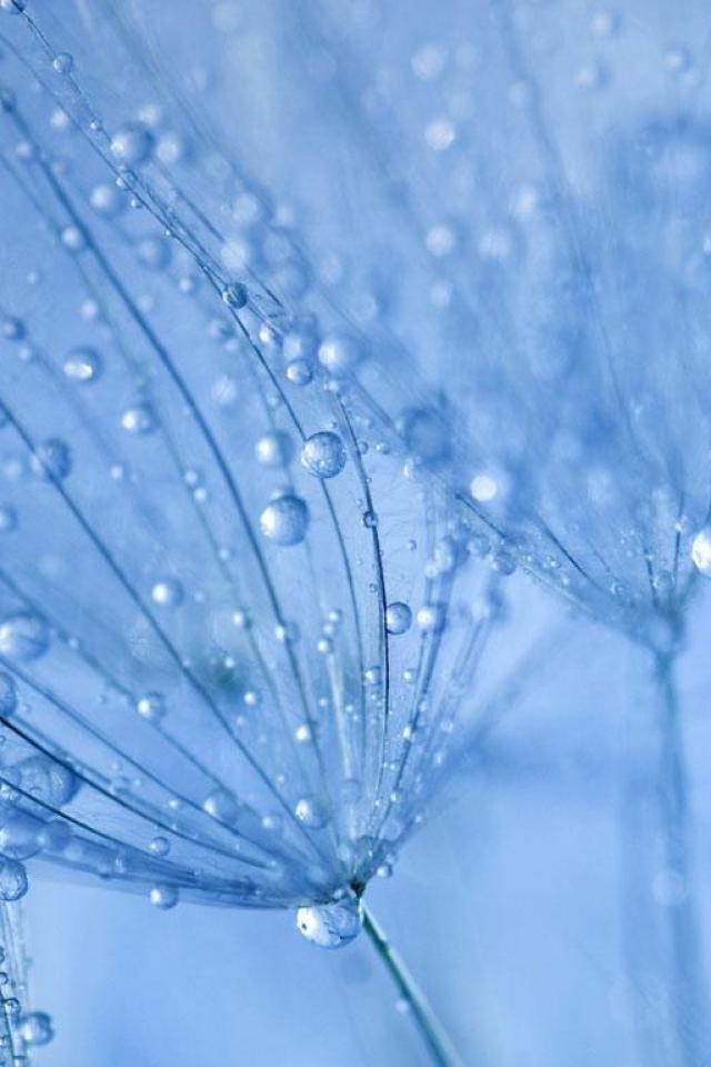 Nature Water Drops Macro Dew Bing Wallpaper