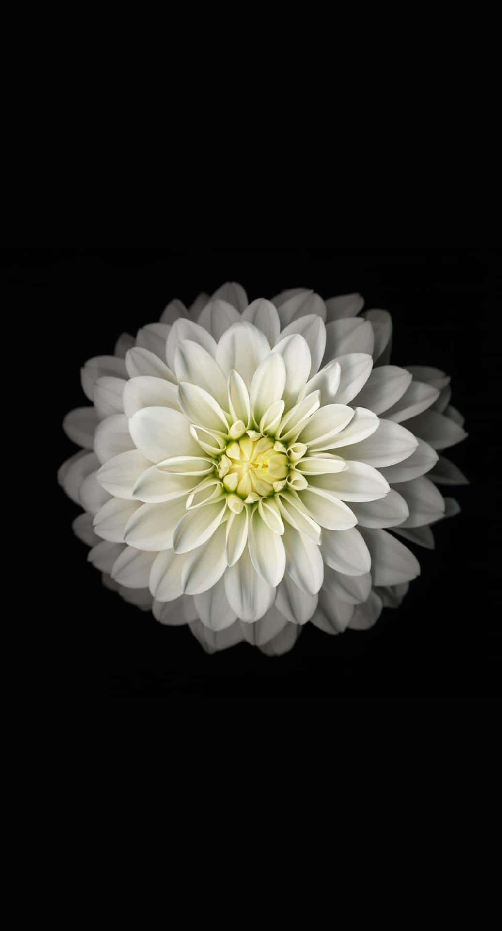 Black S And White Dahlia Flower iPhone Wallpaper