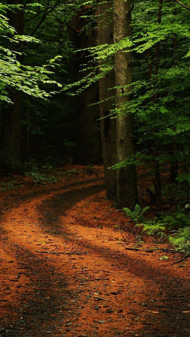 Summer iPhone Wallpaper Forest Path