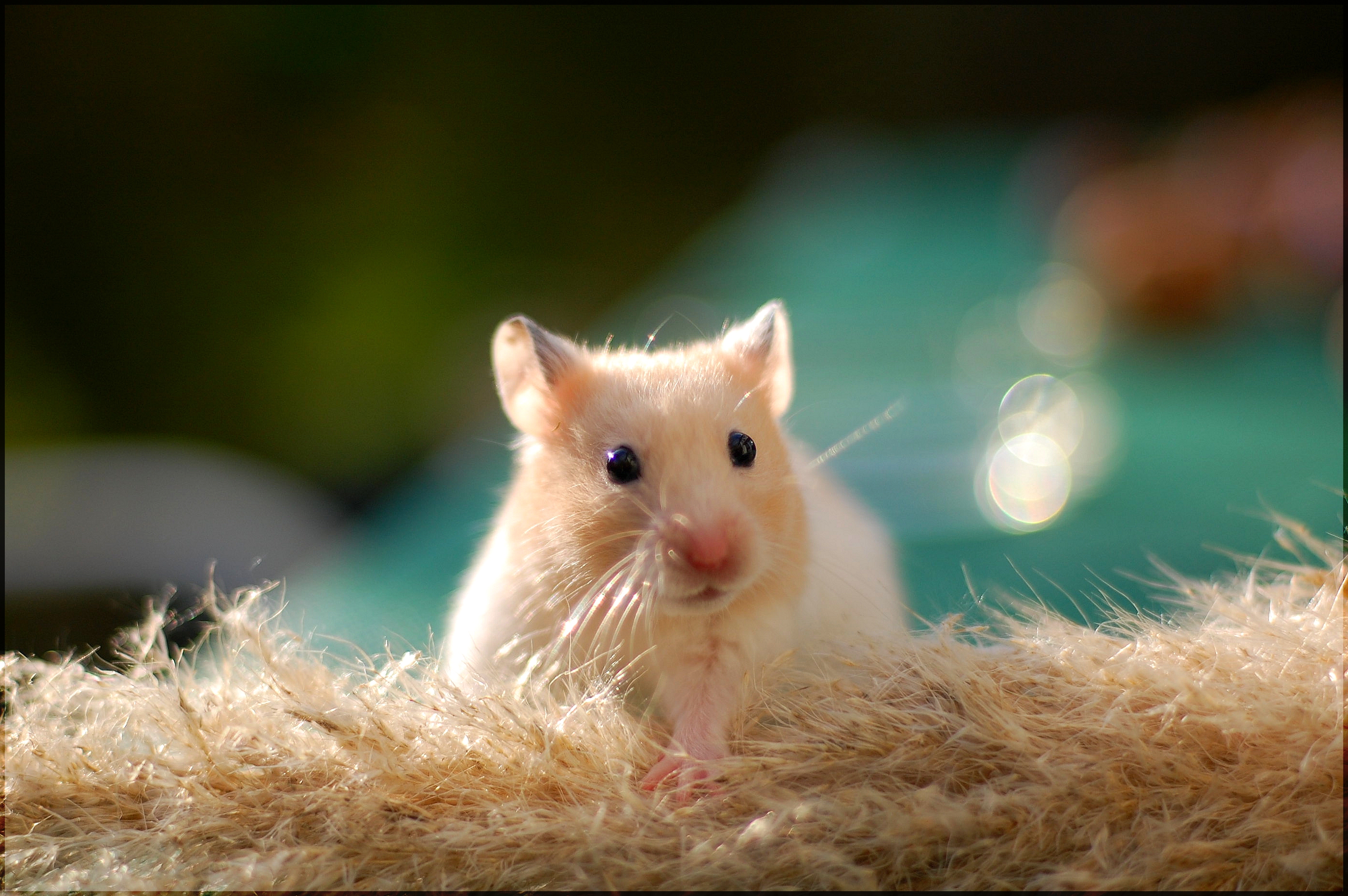 Cute Golden Hamster HD Wallpaper