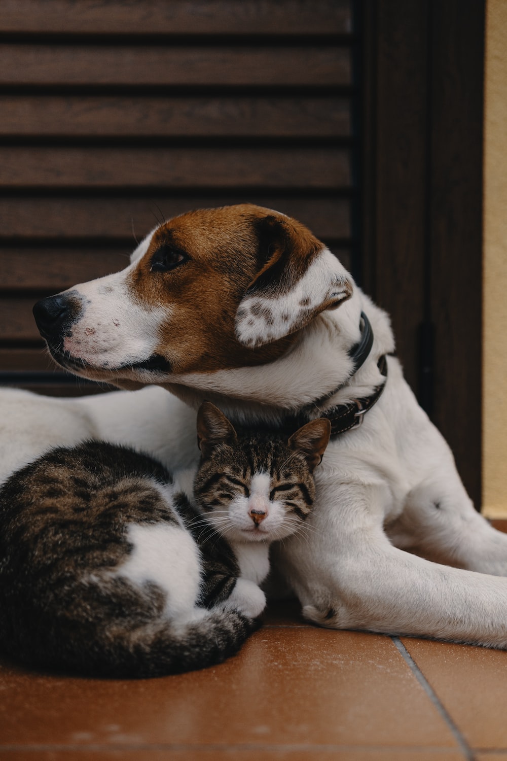 Hq Cat And Dog Pictures Image