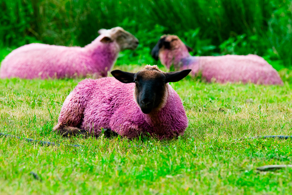 Pink Sheep Image Search Results