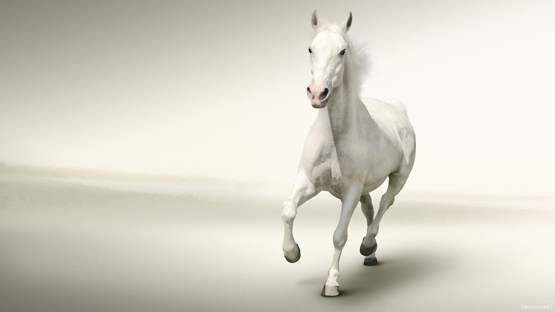 White Horse Running Background HD Wallpaper Inspiration