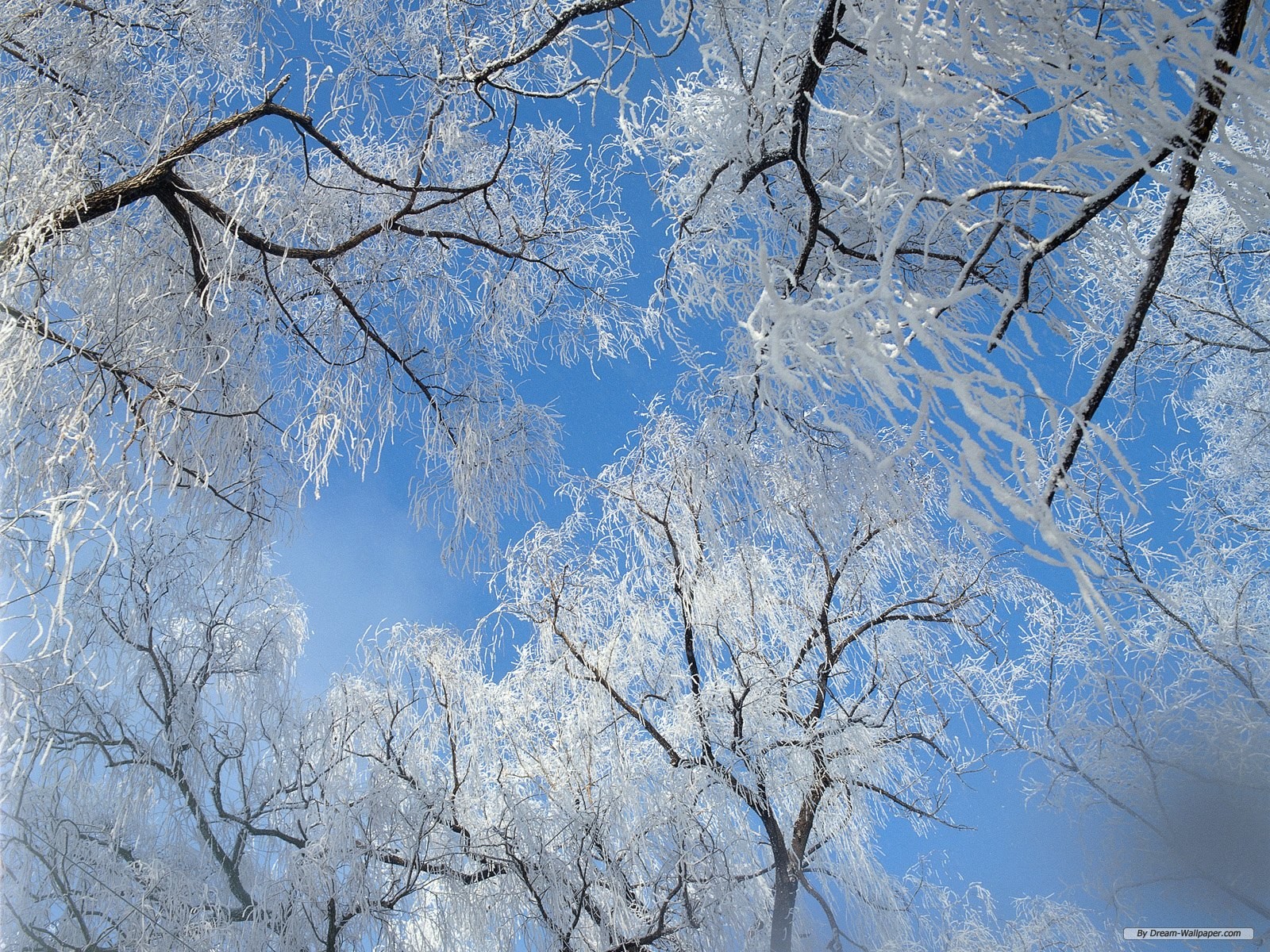 Pics Photos   Winter Wonderland Desktop Wallpaper With 900