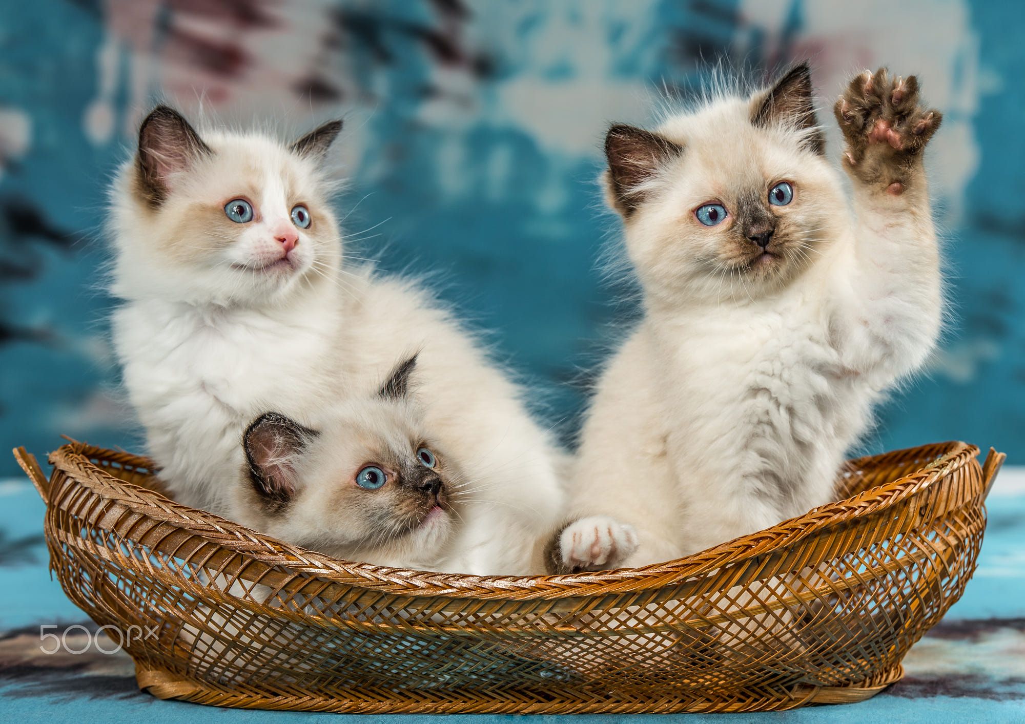 Three Cute Ragdoll Kittens Sitting In A Basket On Colorful