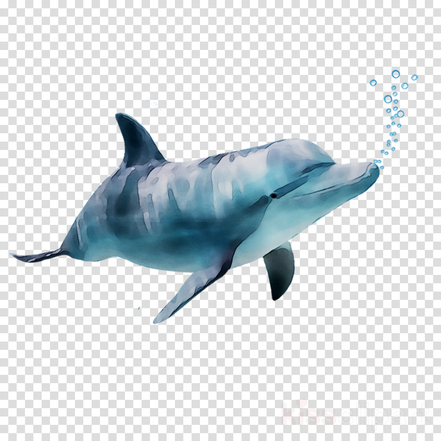 Shark Fin Background Clipart Dolphin Fish Transparent Clip Art