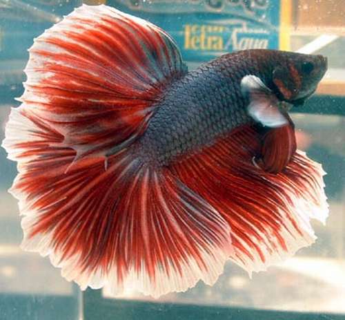 Betta Fish Pictures P B T