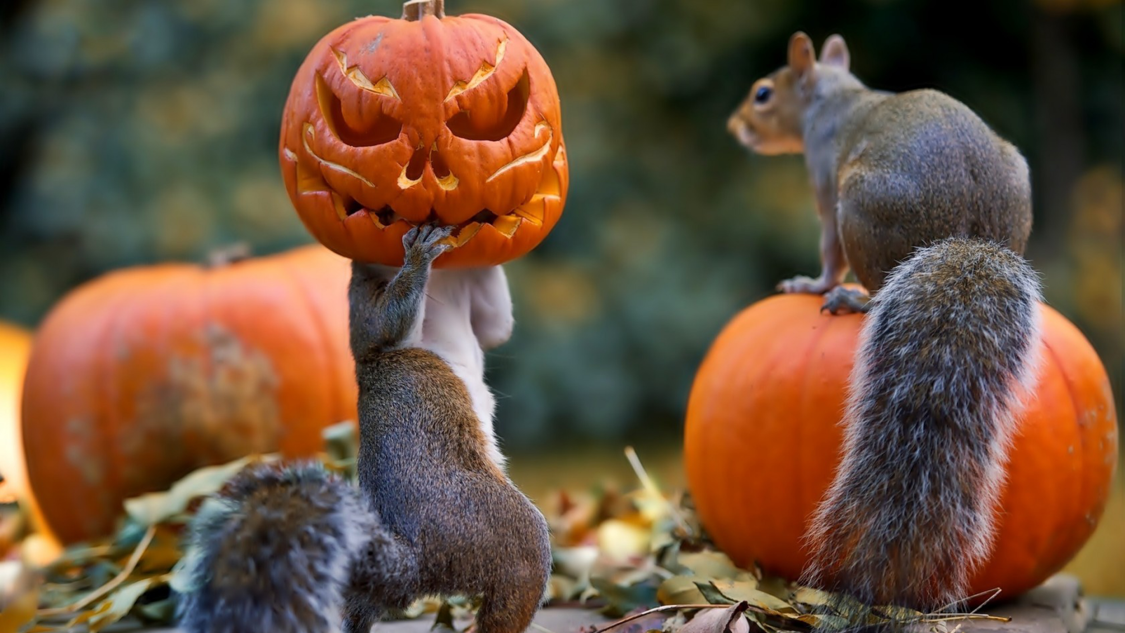 HD Pumpkin Wallpaper