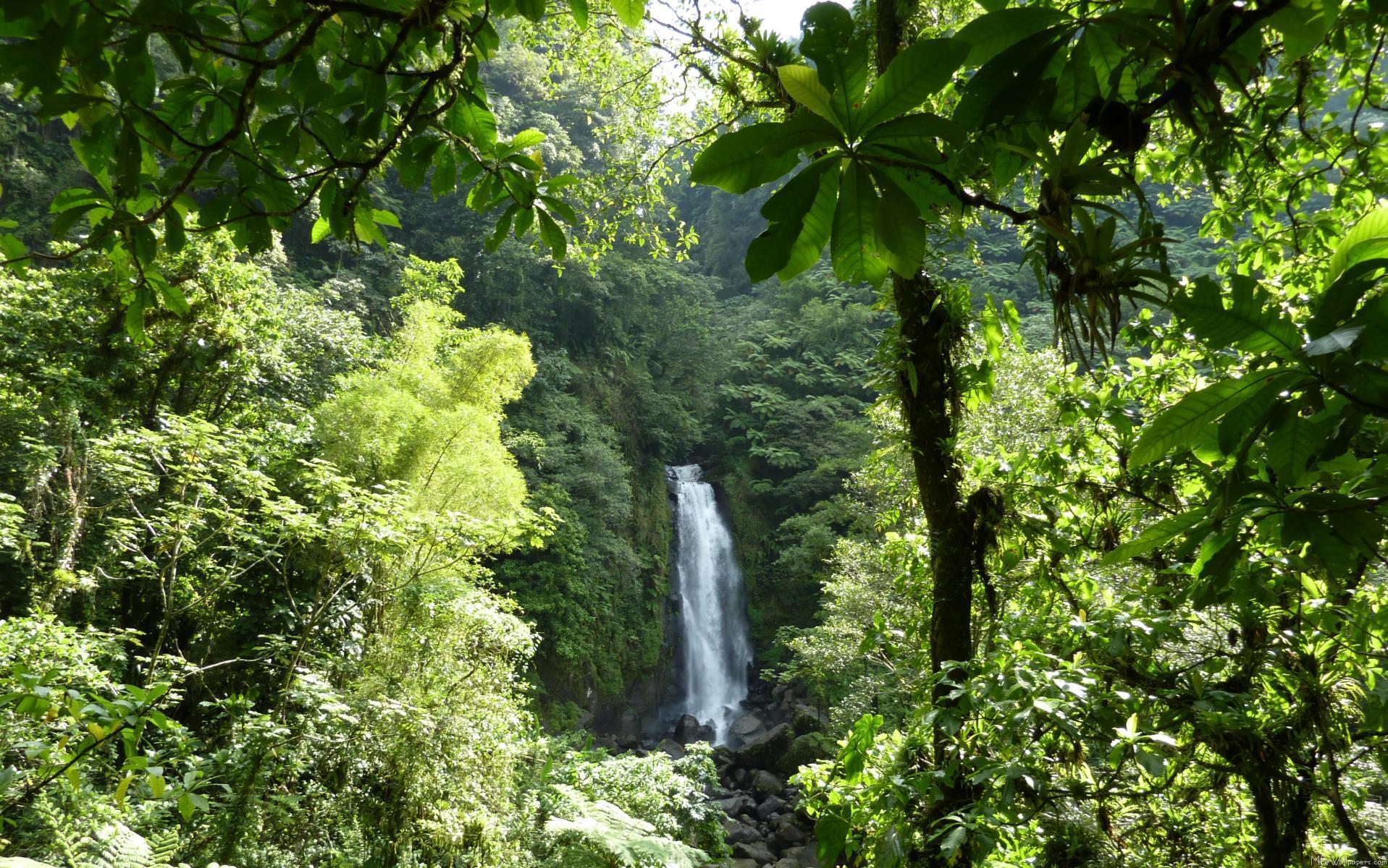 Rain Forest Background