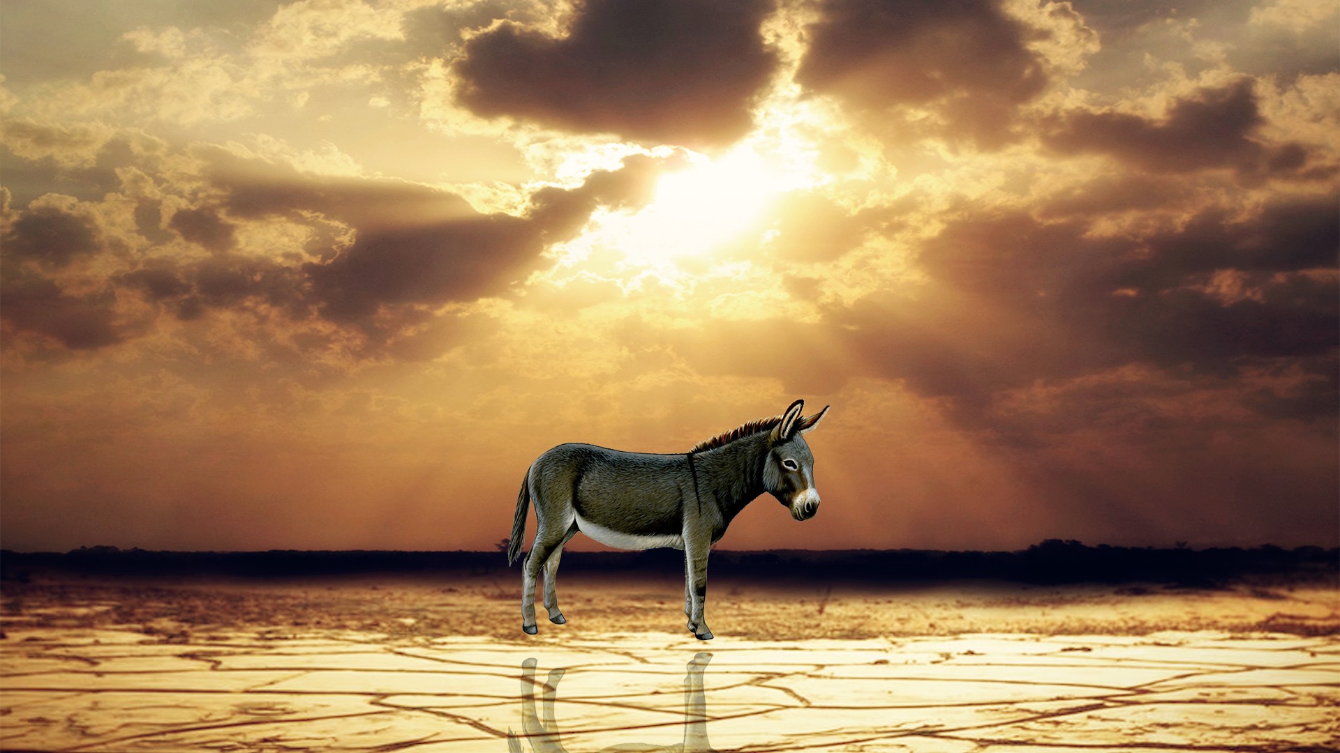 Donkey Desktop Hq Wallpaper