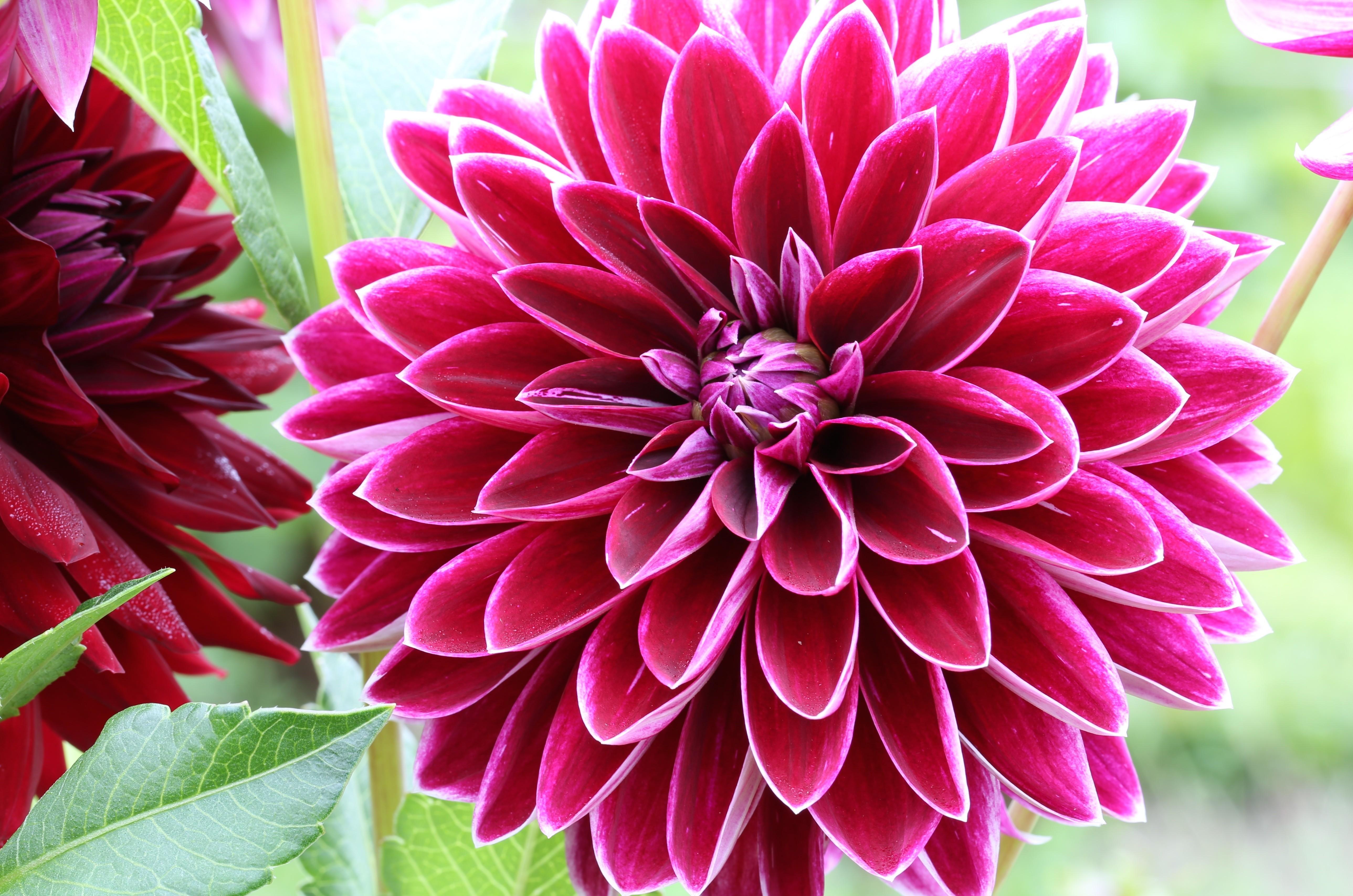 Dahlia Wallpaper HD