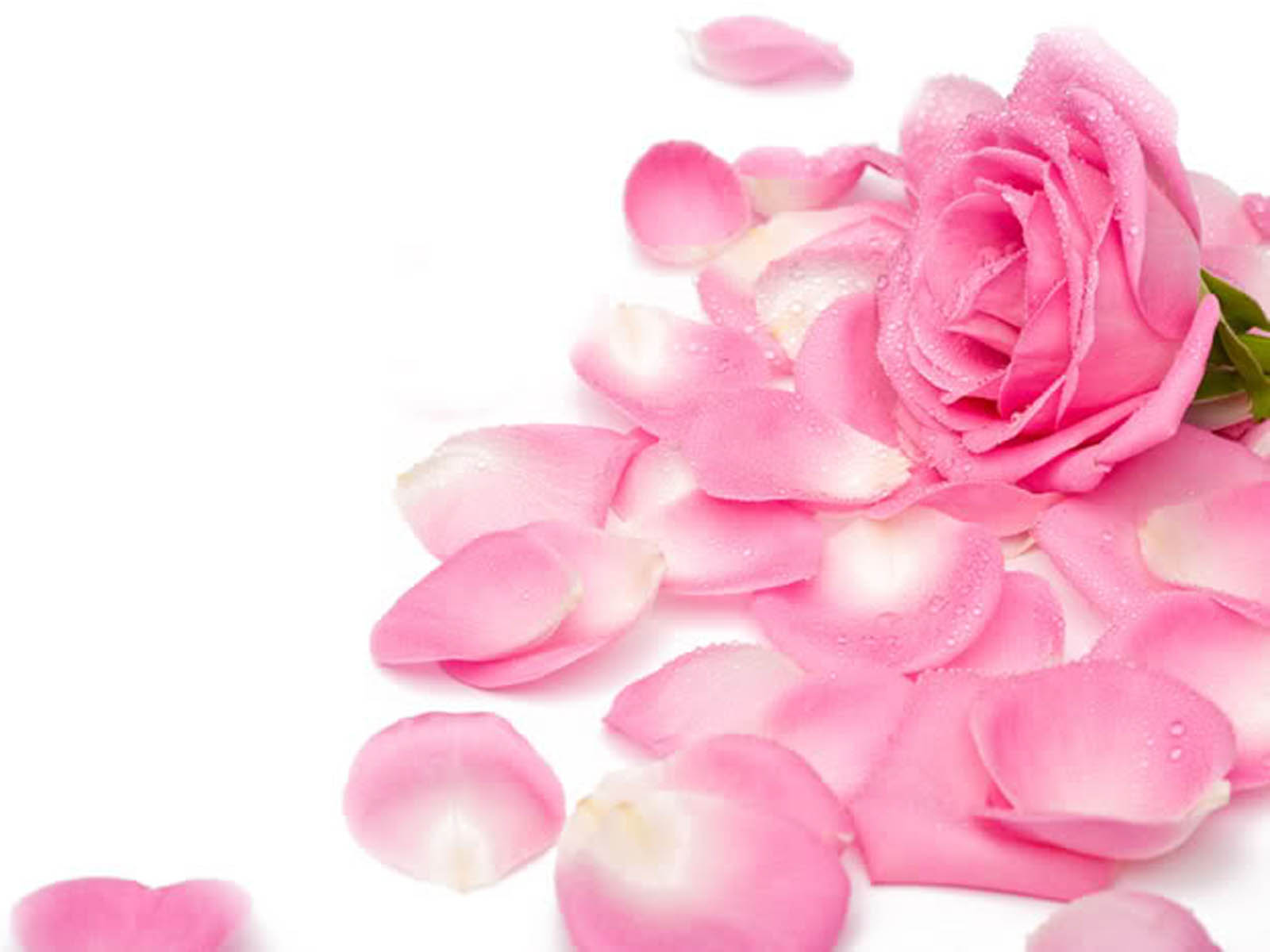 Pretty Pink Roses   Roses Wallpaper 34610939 1600x1200