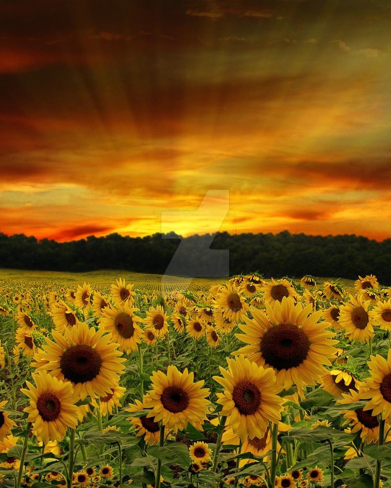 Sunflowers Background Fgm By Fairiegoodmother