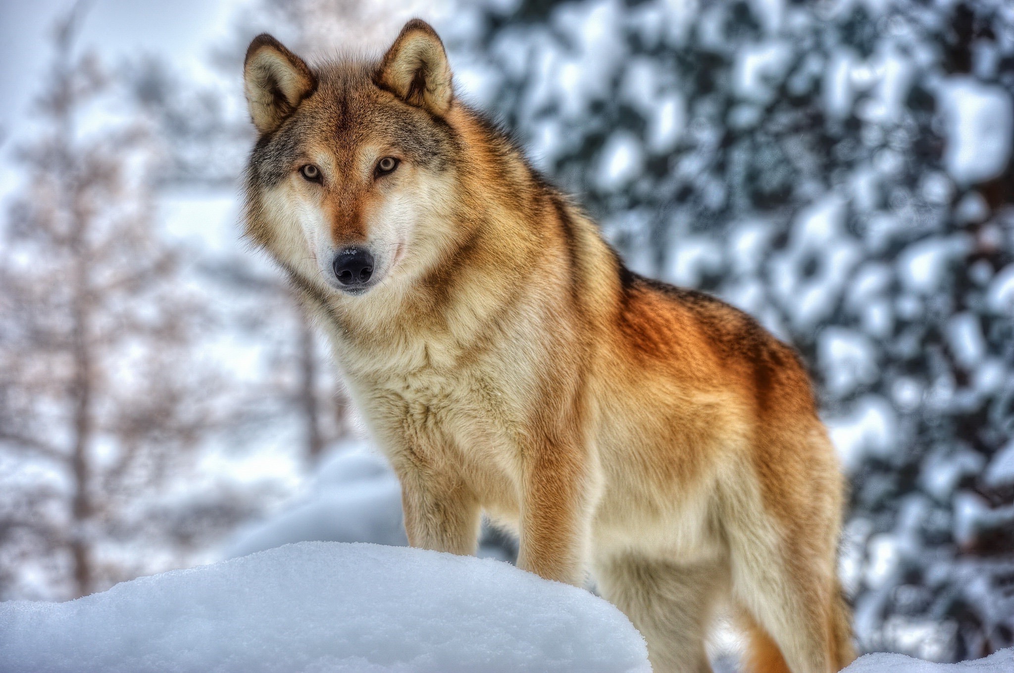 Animals Wolf Wallpaper HD