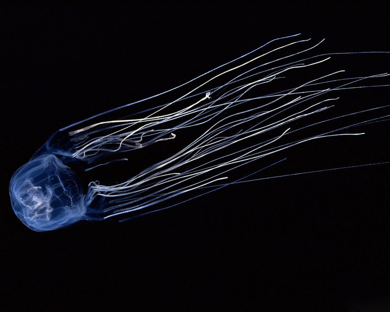  Jellyfish Desktop Wallpaper and make this wallpaper for your desktop