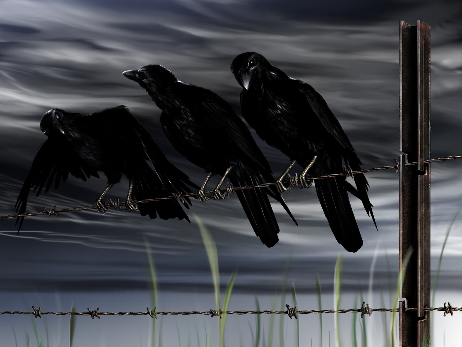 Crows Wallpaper