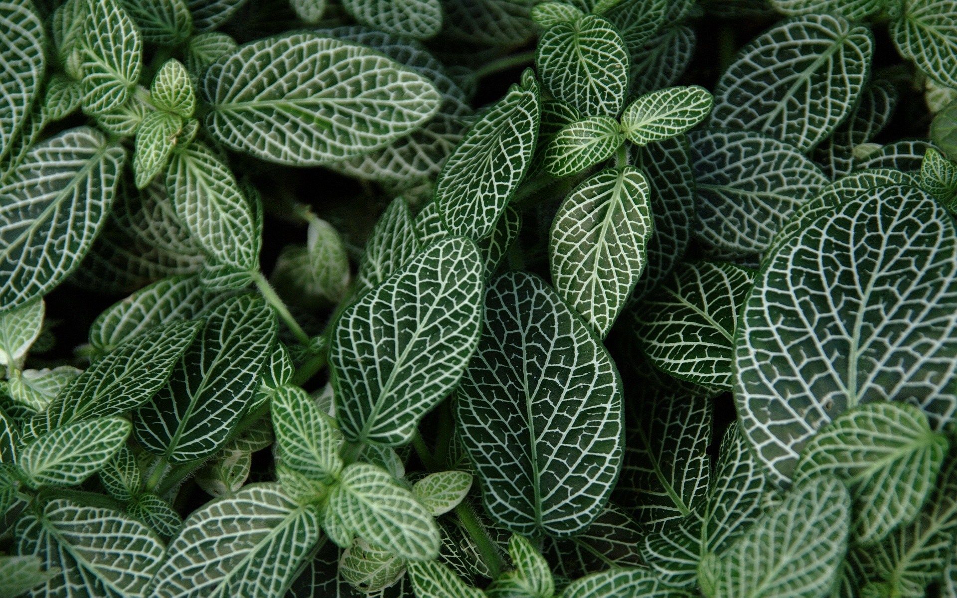Green Plant Aesthetic Wallpaper On